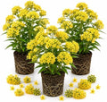 3 Yellow Milkweed Live Plants, Hardy Milkweed Shrub, 4-9 Inches by UIOTER