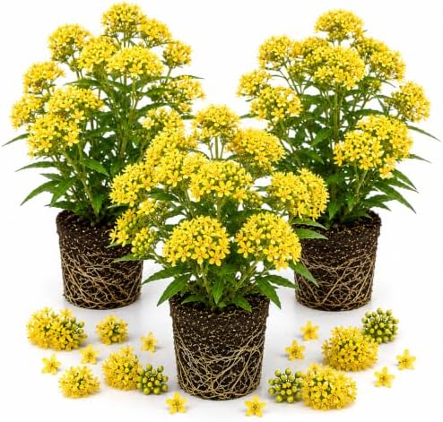 3 Yellow Milkweed Live Plants, Hardy Milkweed Shrub, 4-9 Inches by UIOTER