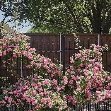 Peggy Martin Rose Shrub – Thornless Climbing Rose, Fragrant Pink Blooms, Vigorous & Cold Hardy – Live Plant (2 Gallon Plant) - Image 4