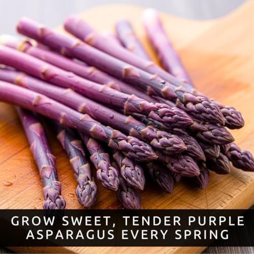 Purple Passion Asparagus Crowns 12 Pack | 2 Year Bare Root Live Plants | Sweet Purple Asparagus Variety | Cold Hardy High Yield Perennial - 12 Fresh Garden Roots - Image 2