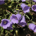 Clovers Garden Campanula (Bellflower) Rapido Blue Plants – Two (2) Live Plants – Non-GMO - Not Seeds - Each 3" to 6" Tall – in 4" Inch Pots – Perennial, Hummingbird & Bee Favorite by CloversGarden