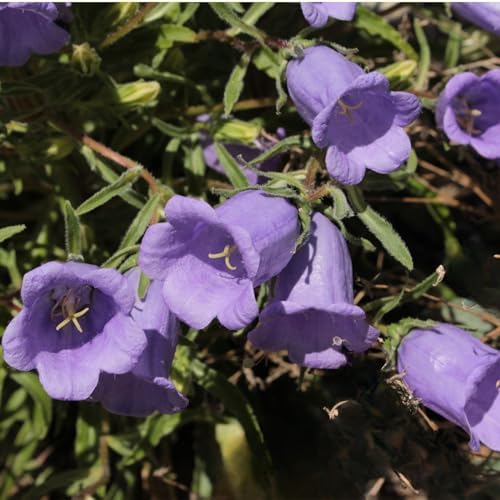 Clovers Garden Campanula (Bellflower) Rapido Blue Plants – Two (2) Live Plants – Non-GMO - Not Seeds - Each 3" to 6" Tall – in 4" Inch Pots – Perennial, Hummingbird & Bee Favorite by CloversGarden