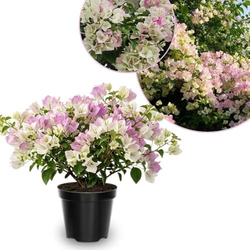 Set 2 White Pink Bougainvillea Live Plant 5-7 Inch Tall by Unknown