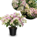 Set 2 White Pink Bougainvillea Live Plant 5-7 Inch Tall by Unknown