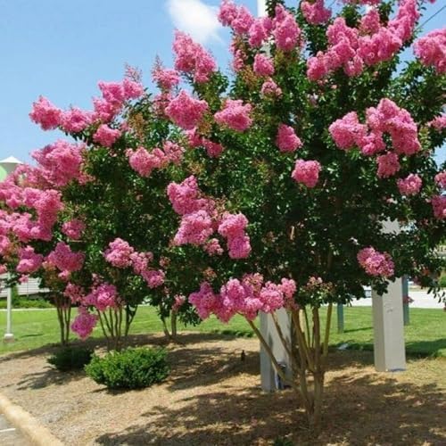 2 Pink Crape Myrtle Trees - 6-12" Tall Live Plants - Quart Pots - Image 4