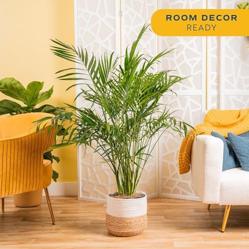 Costa Farms Cat Palm, Live Indoor Plant, Tropical Decor, 3-4 Ft. Tall - Image 3