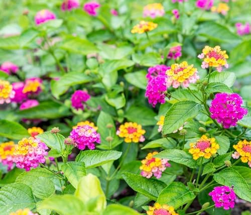50 pcs Lantana Flower Seeds – Colorful Perennial Seeds | Drought-Tolerant - Image 4