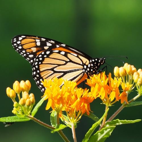 2 Yellow Milkweed Live Plants, Native Flower Plant, 5-8 Inch Tall - Image 5