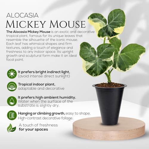 Alocasia Mickey Mouse (4 Pack) Live Plant,Rare Indoor Alocasia, Elephant Ear Houseplant,Unique Mickey Mouse Leaf Shape Plant,Tropical Houseplant Live, Starter Size Alocasia Plant for Indoor Home Decor - Image 2
