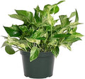 American Plant Exchange Marble Queen Pothos – Live 6-Inch Pot, Bright Green Trailing Vine, Easy-Care Air Purifying Houseplant for Hanging Planters, Shelves & Indoor Home or Office Décor by AmericanPlantExchange