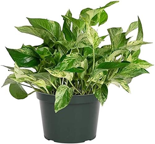 American Plant Exchange Marble Queen Pothos – Live 6-Inch Pot, Bright Green Trailing Vine, Easy-Care Air Purifying Houseplant for Hanging Planters, Shelves & Indoor Home or Office Décor by AmericanPlantExchange