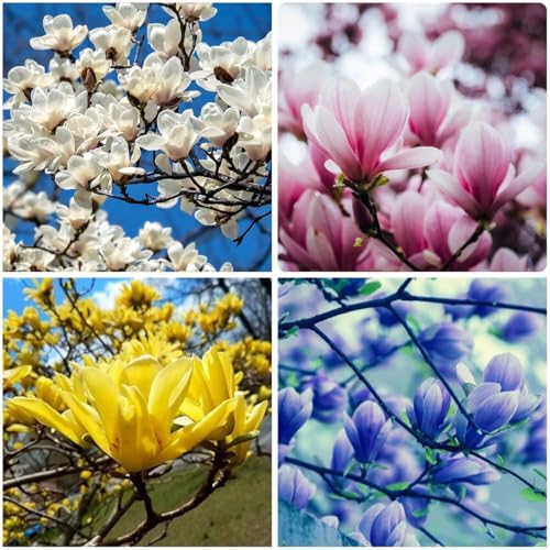 10+ Perennial Mix Magnolia Flower Seeds for Planting Outdoors -Magnolia Trees Plants Seed Ornamental Fragrant Tree Garden,Non-GMO Heirloom for Home Outdoor Garden by MIXRUGBACWATER
