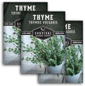 Thyme Seeds for Planting – Survival Garden Seeds (3 Packs) by SurvivalGardenSeeds