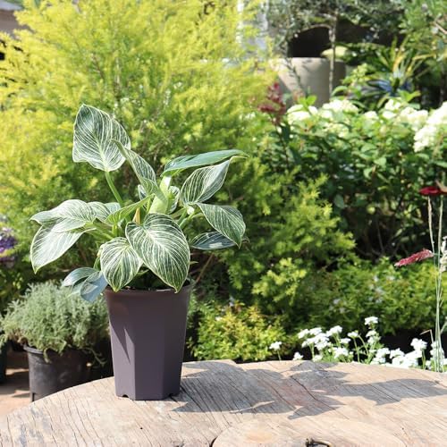 10 Pack 5.30 Inch Plastic Deep Nursery and Seedling Pots, Round Transplant Seed Starter Planter, Gray Color - Image 3
