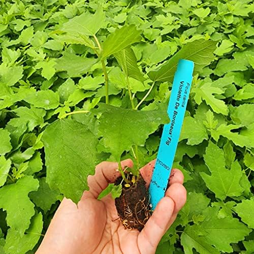 Fig Tree Violette de Bordeaux Live for Sale (4 Pack) | Easy to Grow Plants | Edible Fruit Plant for Sustainable Living | Grow Your own Food on Your Edible Organic Garden| Live for Planting| No Seeds - Image 3