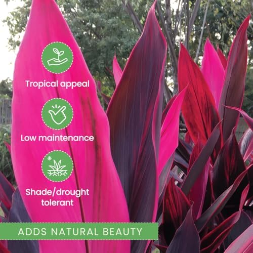 American Plant Exchange Ti Plant 'Sister' – 10-Inch Pot – Live Easy Care Indoor Houseplant, Air-Purifying, Bright Light Tropical Plant for Home, Garden Patio Decor - Image 7