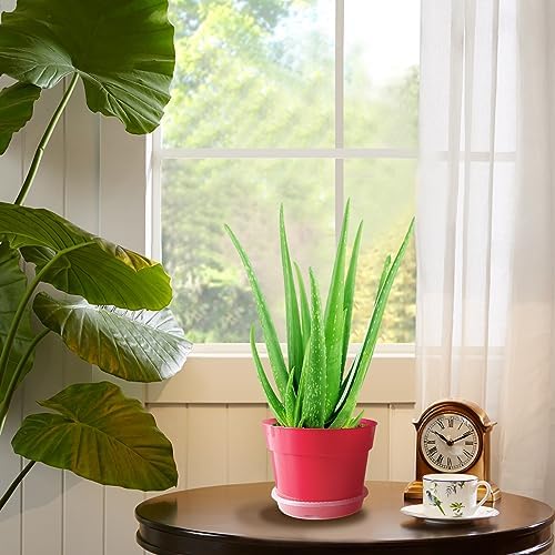 RooTrimmer 8 inch Plastic Flower Pots, Red Plant Pots 12Pack with Saucers for Indoor House Plants Growing and Decoration - Image 4