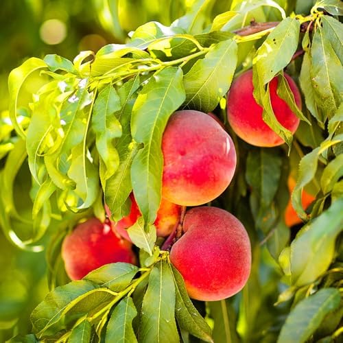 Ruston Red Peach Tree, Freestone, Dark Pink Flowering, Cold Hardy, Deciduous, 1 gal Nursery Pot, 1-2 ft Tree Height (Due to Agricultural Laws, we Cannot Ship to CA, AZ, AK, or HI), 2 Trees - Image 2