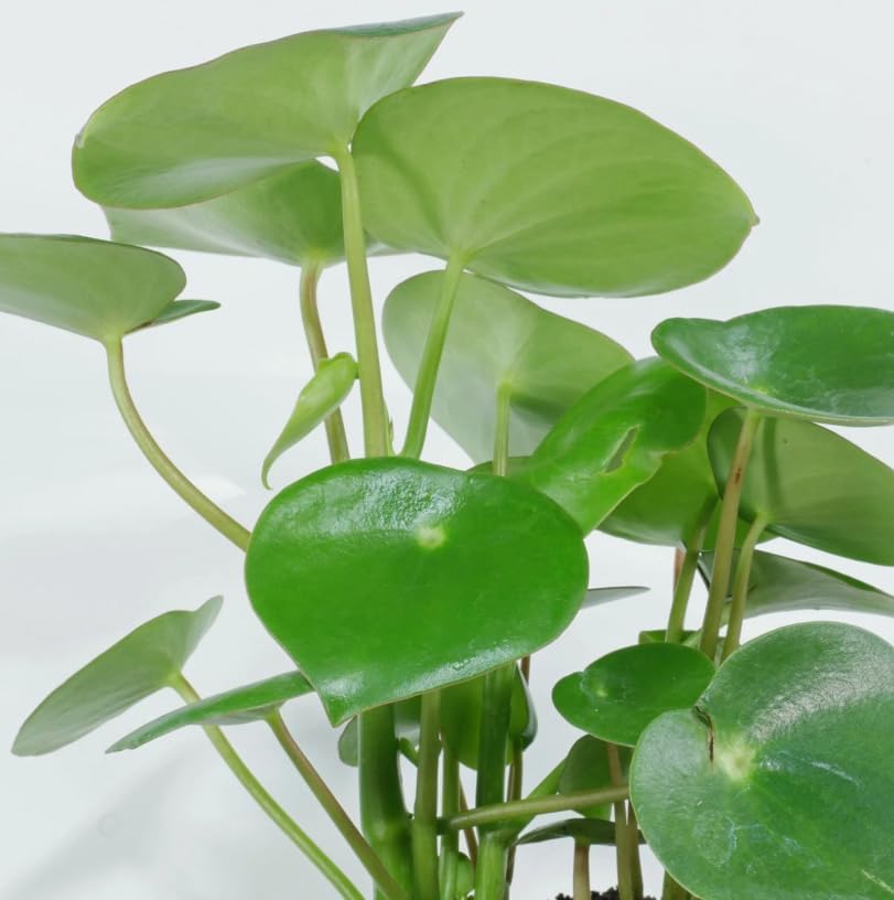 Variety of Peperomia Live Plant for Houseplant Tropical Shurb 4" Pot (Raindrop Peperomia Plant) - Image 4