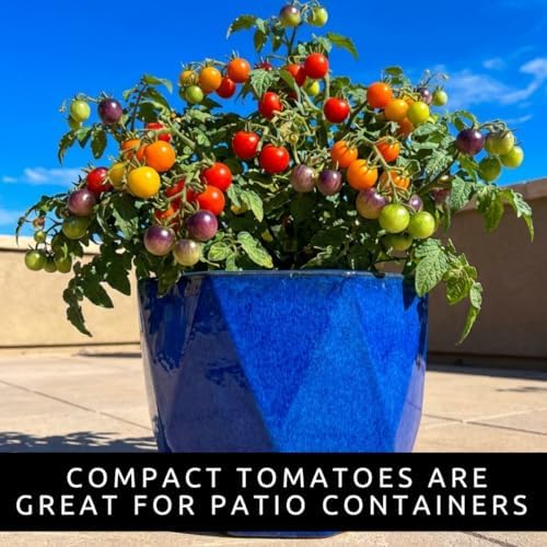 Rainbow Cherry Tomato Seeds for Planting, Colorful Mix, 100 Premium Seeds - Image 6