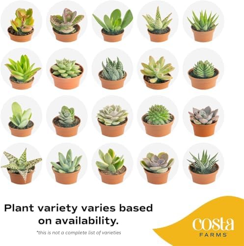 Costa Farms Mini Succulents, Live Indoor Plant, Easy Care, Home Decor - Image 3