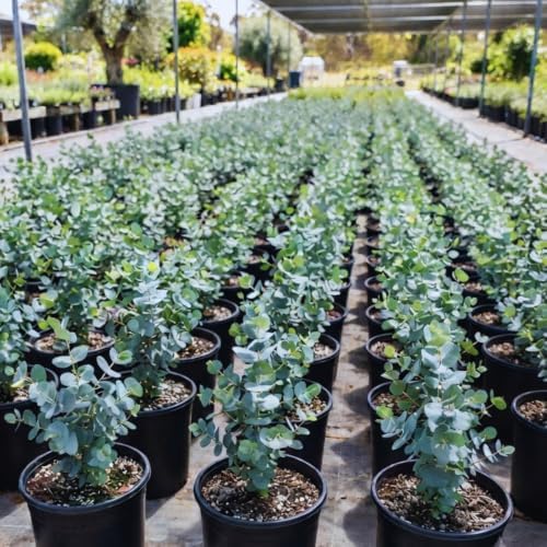 Silver Dollar Eucalyptus Plant Live, 10-16'', Ornamental Eucalyptus Tree - Image 5