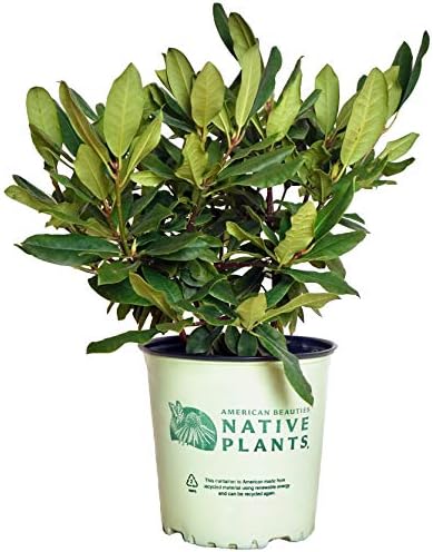 American Beauties Native Plants - Rhododendron maximum 'Independence' (Rhododendron) Evergreen, clear pink flowers, #2 - Size Container by GreenPromiseFarms