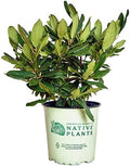 American Beauties Native Plants - Rhododendron maximum 'Independence' (Rhododendron) Evergreen, clear pink flowers, #2 - Size Container by GreenPromiseFarms