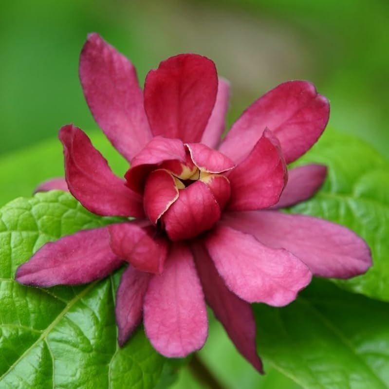 2 Carolina Allspice (Sweet Shrubs) - 10-16" Tall Live Plants - Quart Pots - Image 4
