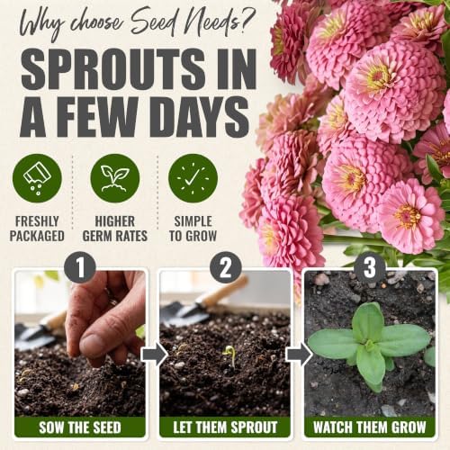 Seed Needs Luminosa Zinnia Seeds to Plant Cut Flowers - 5 Packs - Image 5