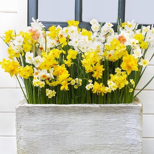 Garden State Bulb All-in-One Mixed Daffodil Flower Bulbs, 12/14cm, Fall Planting (Bag of 250) - Image 6