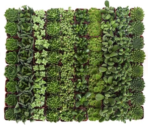 Shop Succulents Verde Succulent Plant Pack Bulk Collection - Live Mini Succulent Plants, Low Maintenance, Mix of Green Succulents & Textures - Wedding and Party Favors, Gift & Garden, Pack of 100 - Image 2