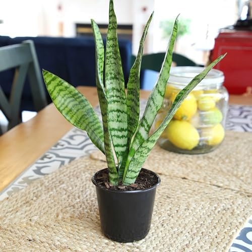 Live Snake Plant, Sansevieria Zeylanica, Indoor House Plant in Pot, Mother in Law Tongue Sansevieria Plant Live, Potted Succulent Plant, Fully Rooted Houseplant in Potting Soil by Plants for Pets - Image 2