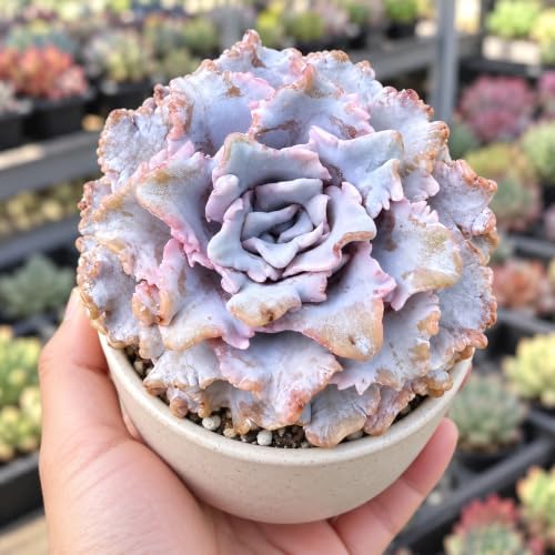 Echeveria 'Crispate Beauty' 4 Inch Bare Root Live Succulent Plant - Image 2