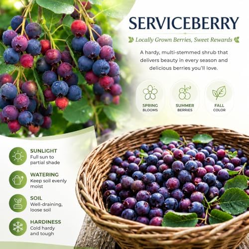 Serviceberry Tree Live Plant, Dormant, Outdoor Berry Plant, 4-8 Inch Tall - Image 2