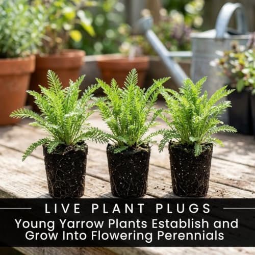 5 Red Yarrow Live Plant Plugs | Achillea Perennial Pollinator Garden Plants - Image 3