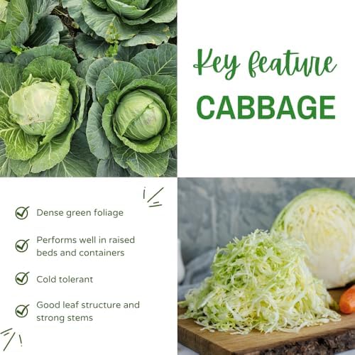 1000 Live Cabbage Seeds, Vegetable Garden Seeds - Image 5