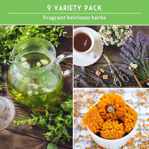 Medicinal Tea Herb Seeds for Planting | 9 Varieties - Survival Garden Seeds - Image 3