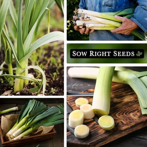 Sow Right Seeds - Giant Leek Seed for Planting Outdoor Vegetable Garden 4pk - Image 4