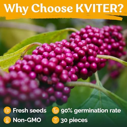 KVITER 30 American Beautyberry Seeds for Planting (Callicarpa Americana) – Beauty Berry Plant Heirloom Seeds, Purple Berries – Fast Growing Shrubs for Privacy, Flower Garden & Patio - Image 5