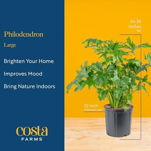 Costa Farms Philodendron, Live Indoor Plant, Tropical Houseplant - Image 4