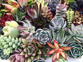 10 Assorted Live Succulent Cuttings, No 2 Succulents Alike, Great for Terrariums, Mini Gardens, and as Starter Plants by The Succulent Cult by TheSucculentCult