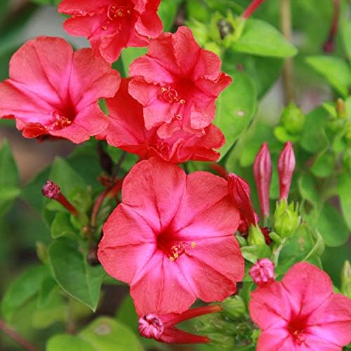 Outsidepride Red Four O'clock Flower Seeds - 1 lb Perennial Fragrant, Trumpet-Shaped Blooms, Deer-Proof & Easy to Grow, for Pollinator & Evening Gardens, Containers, Hedges, or Borders by Outsidepride