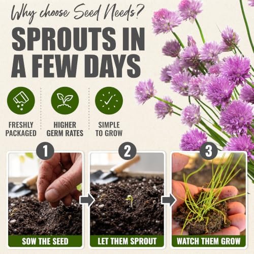 Seed Needs Common Chives Seeds to Plant Non-GMO Heirloom Herbs XL Pack - Image 5