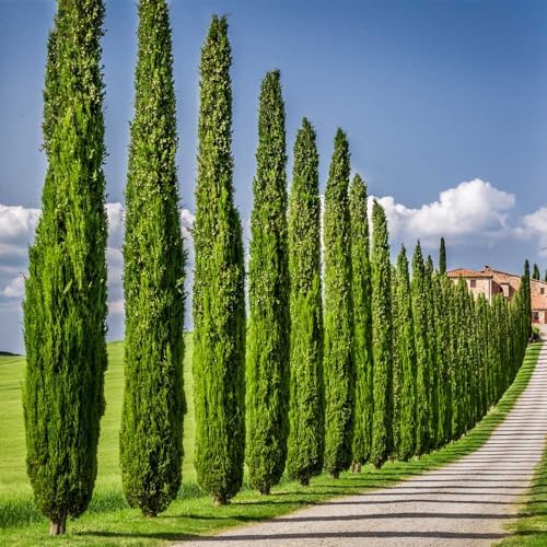 Brighter Blooms - Italian Cypress Tree, 4-5 ft. - Image 2
