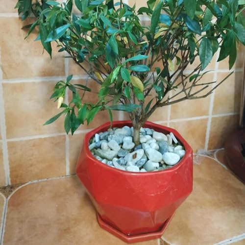2LB Succulent Jade Pebbles for Indoor Plants, 3/8 Inch Natural Decorative Polished Stones, River Rocks for Landscaping,Vase, Flowerpot Decoration, Indoor Decoration and Garden Decoration - Image 6
