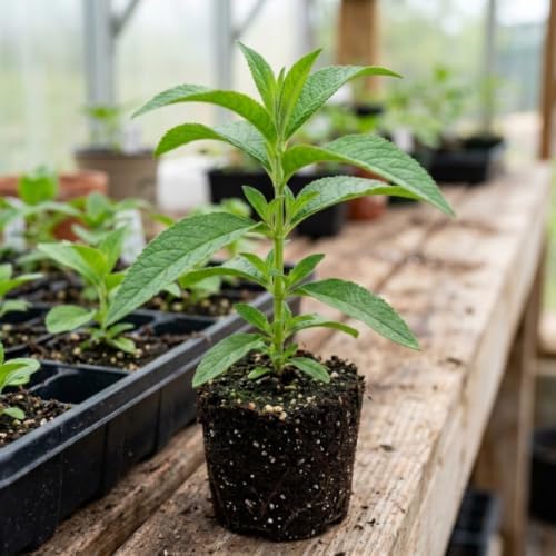 Light Blue Butterfly Bush Live Plant, Border Flower Shrub, 4-6 Inch Tall - Image 7
