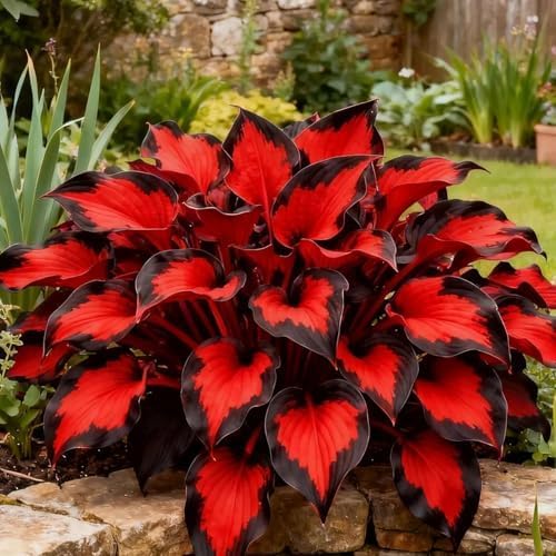 Hosta Bulb, Soft Green Foliage, Ideal for Shaded Garden Spaces (Color 8) by Unknown