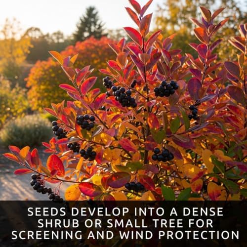 Black Chokeberry Seeds for Planting Native Shrub 100 Premium Seeds - Image 2