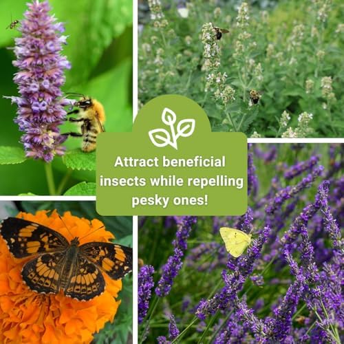 Sow Right Seeds - Insect & Pest Repellent Seed Collection for Planting - Image 6